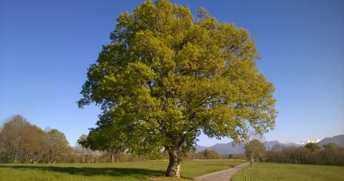 Arbre remarquable à Capvern location appartement villa mary résidence plein soleil  capvern