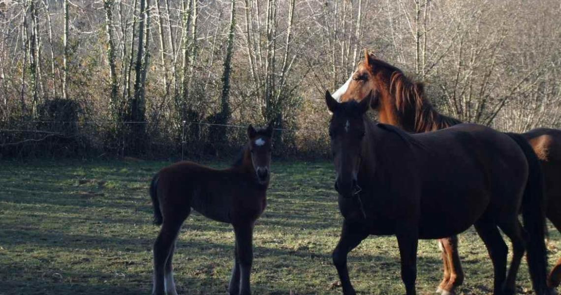 Chevaux dans la campagne environnante location appartement villa mary résidence plein soleil capvern